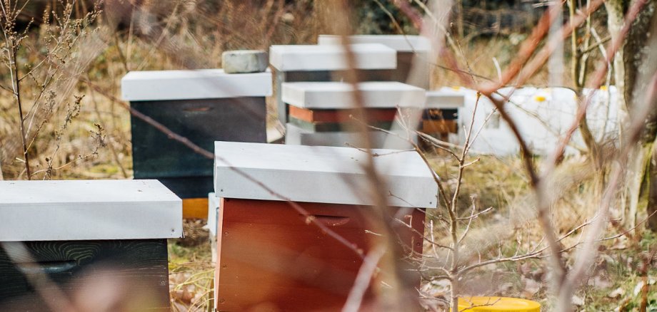 Bild Bienenstock