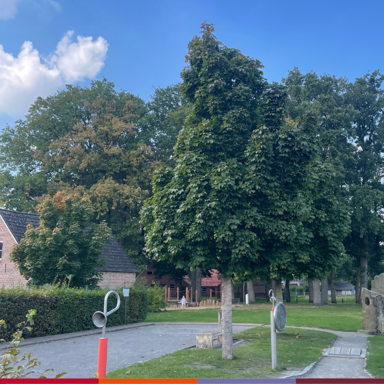 Bäume am Haus Ringerbrüggen / Hof Veldink